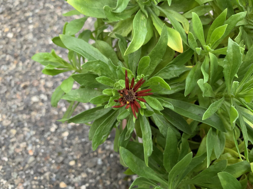 オステオスペルマム「アキラ」の花