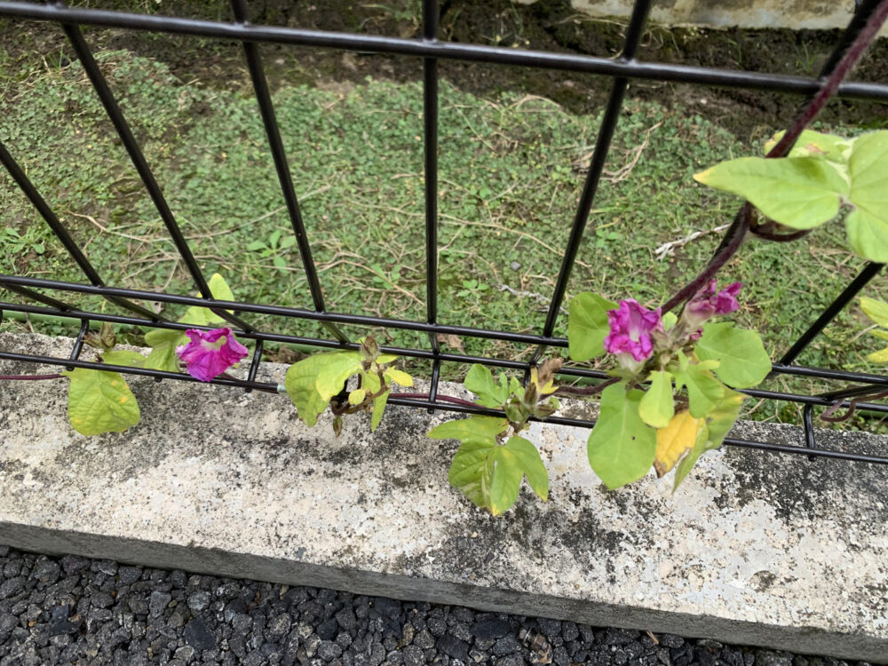 あさがお「アーリーコール」の花