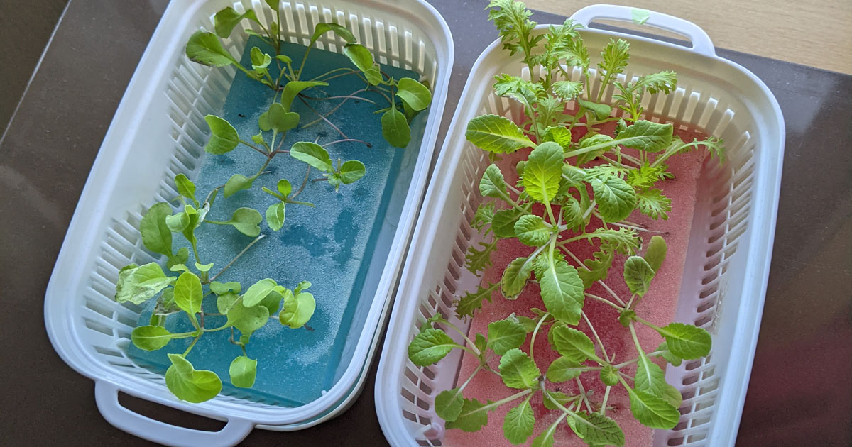 豆苗プランターとスポンジで水耕栽培 2025年5週目の記録 - プランター