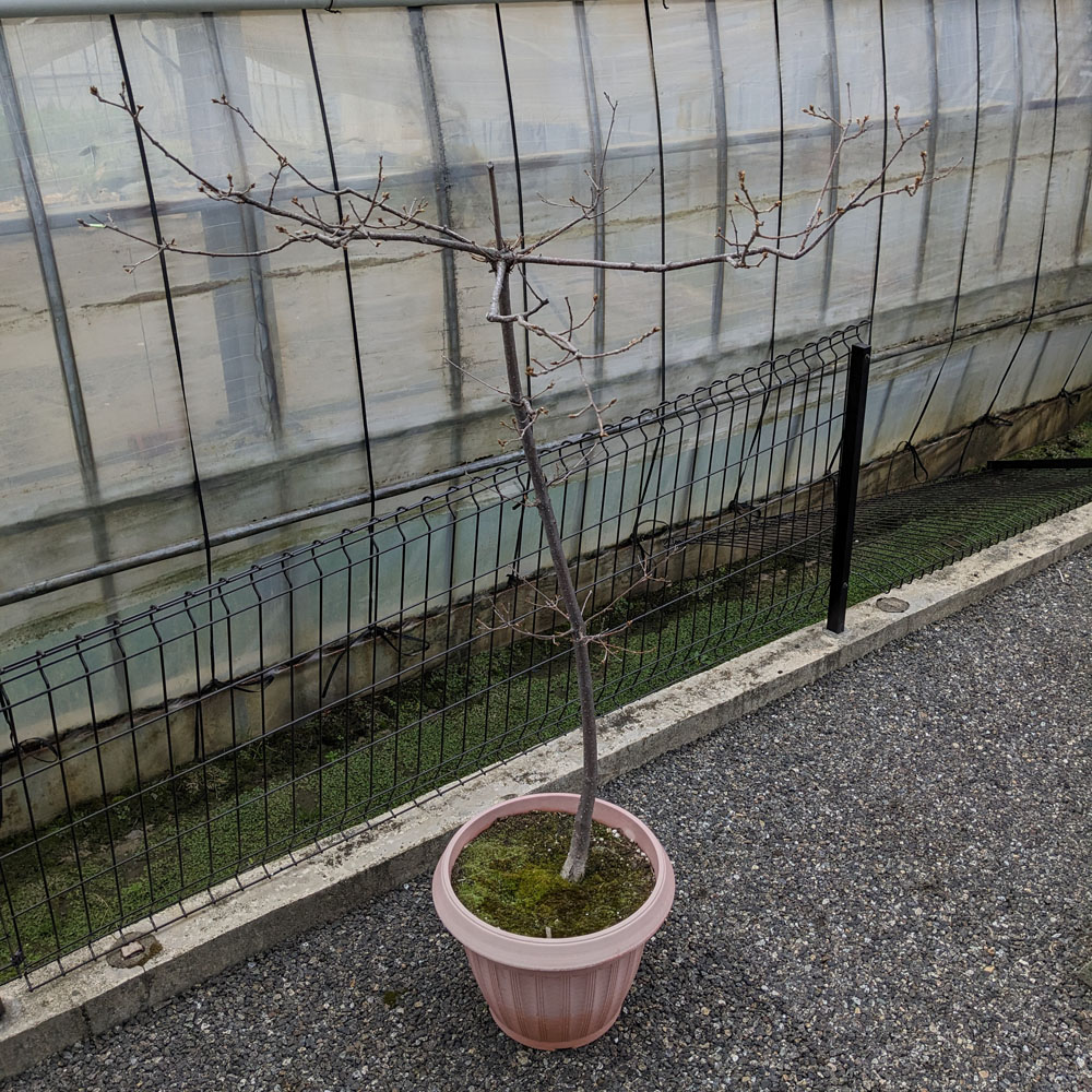コナラの鉢植え、新芽が付いている