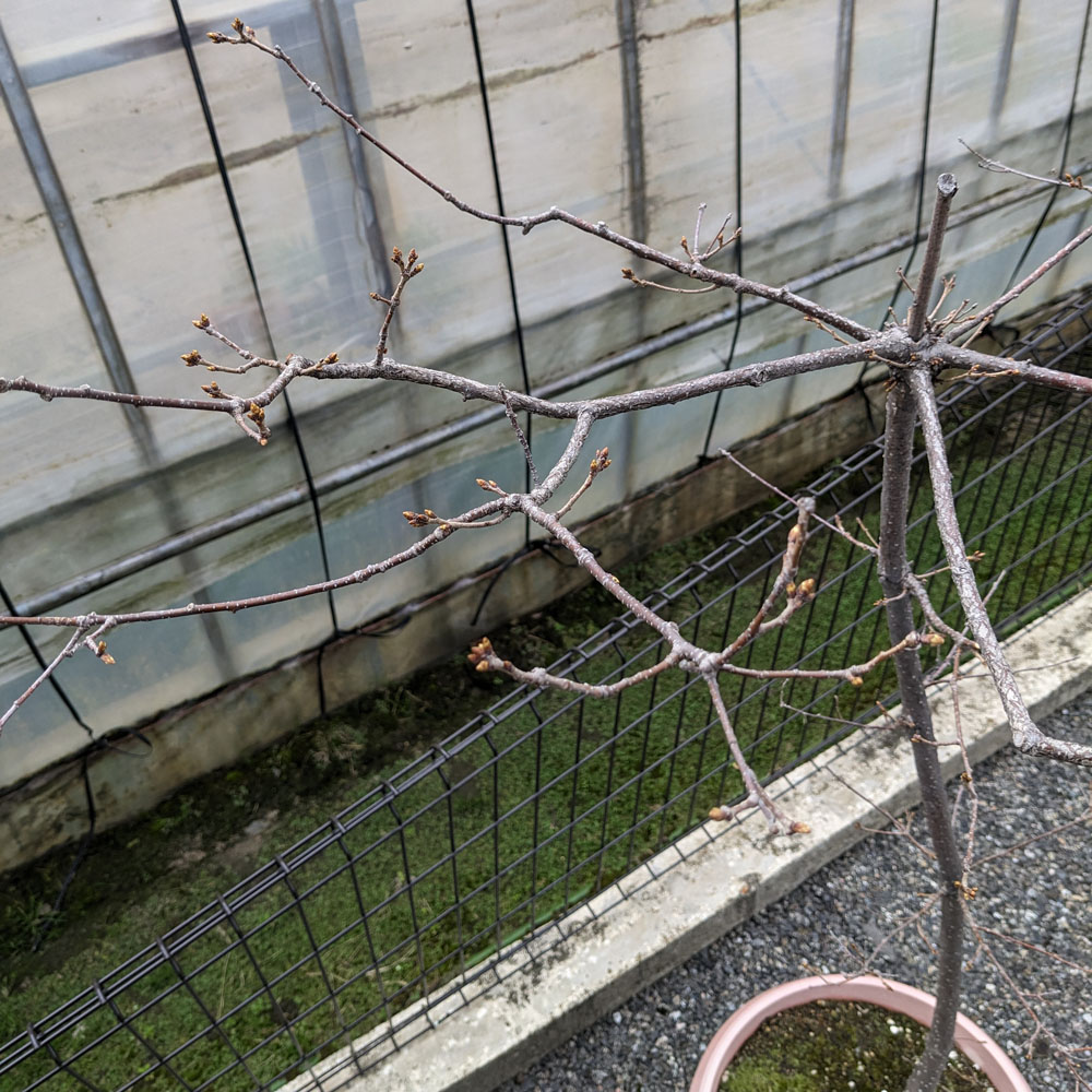 コナラの枝、新芽が緑になってきている
