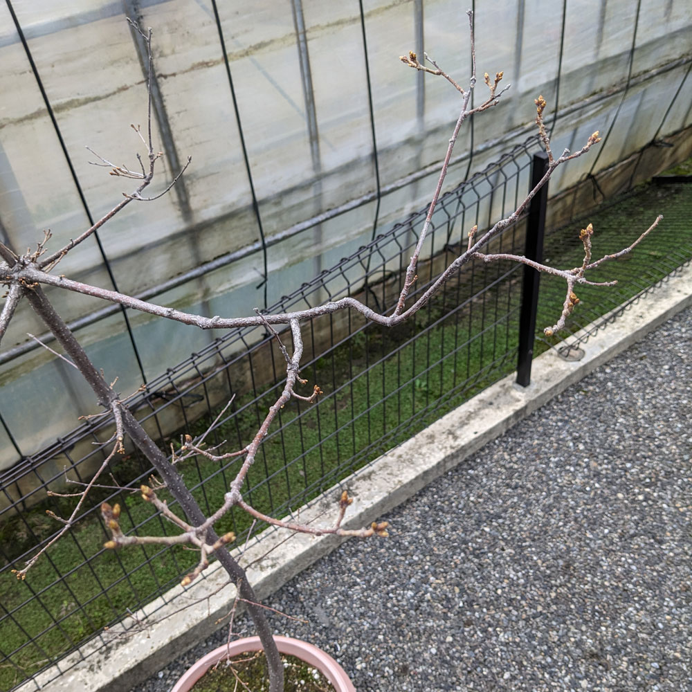 コナラの枝、新芽が膨らんでいる