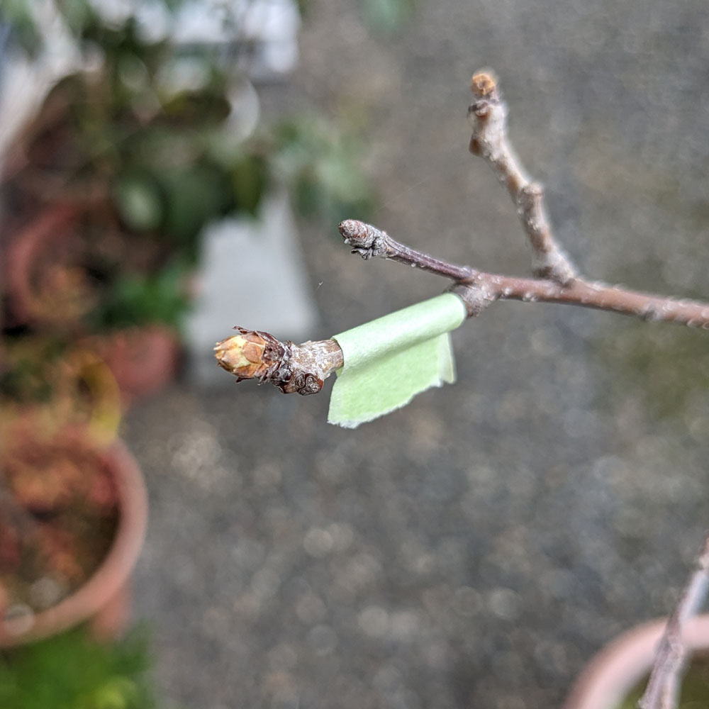 コナラの新芽、他のものと少し形が違う