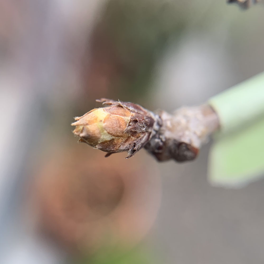 コナラの新芽、他のものと少し形が違う