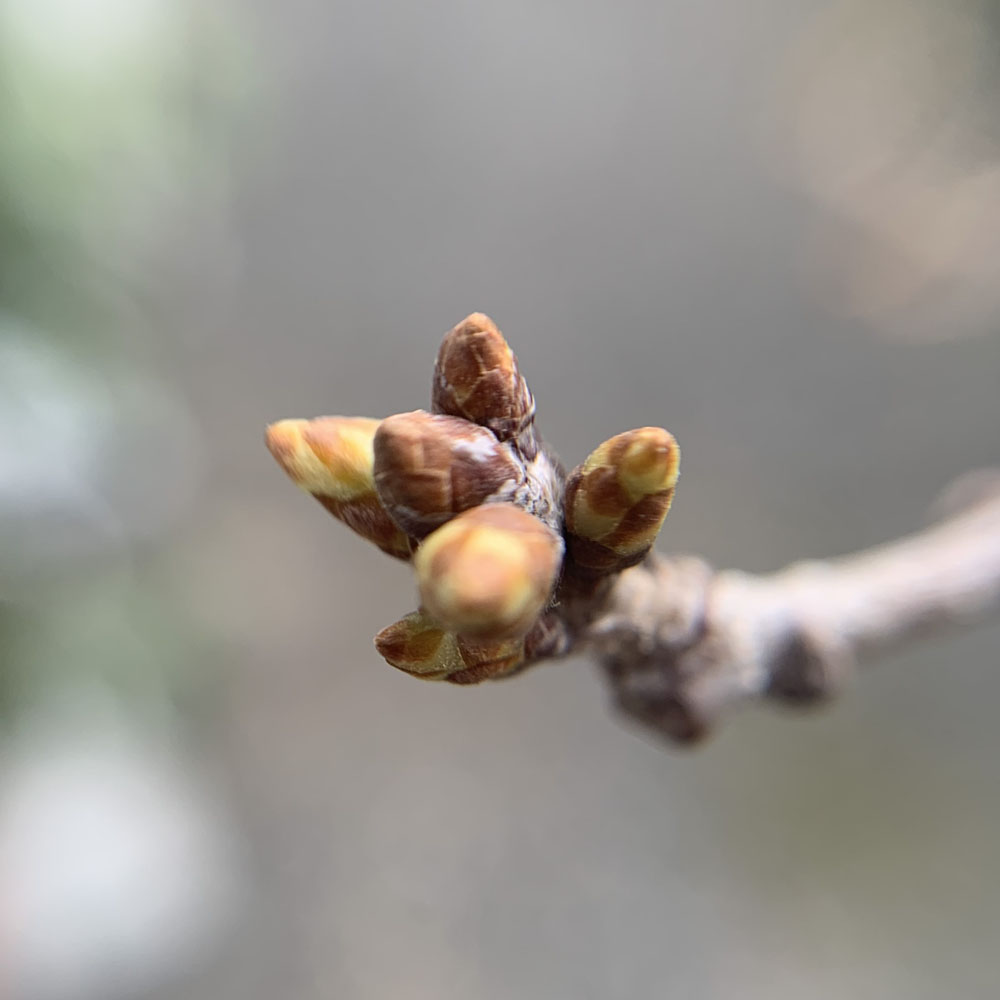 コナラの新芽をルーペで拡大した写真、緑色になってきている
