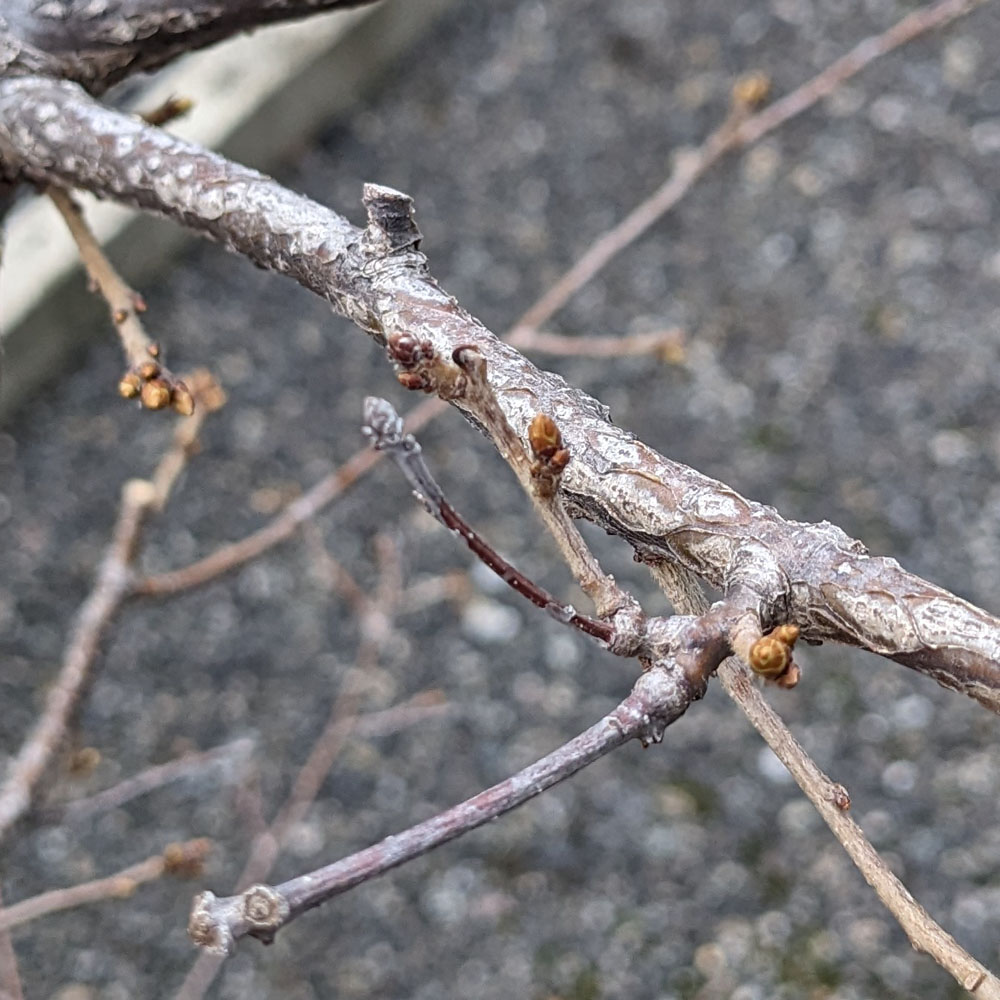 コナラの新芽、黒くなっているものがある