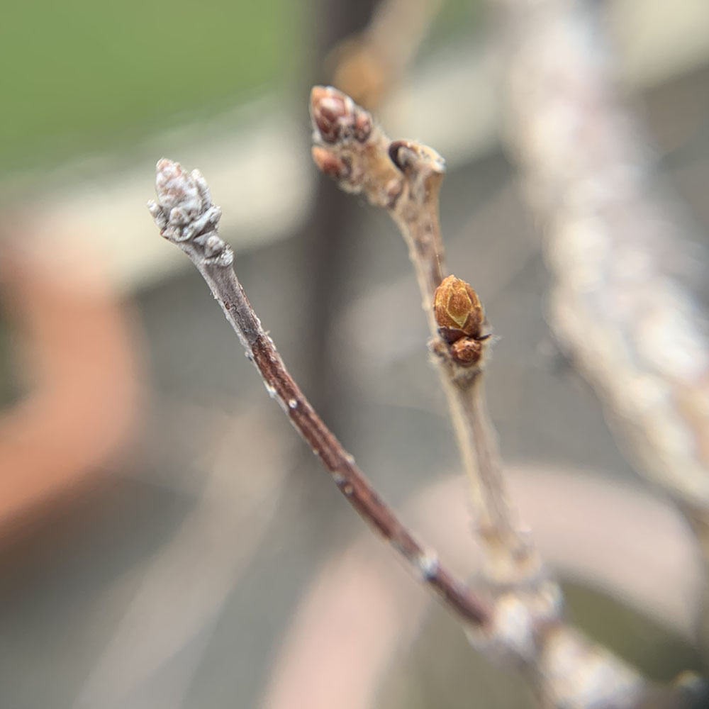 コナラの新芽をルーペで拡大した写真、黒くなっているものがある