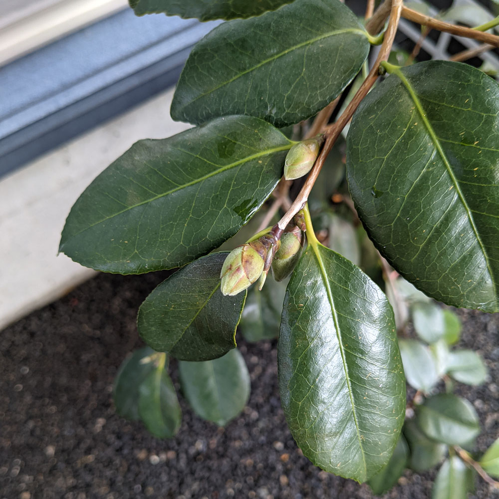 実生椿の鉢植えに付いた花芽、2024年12月の様子
