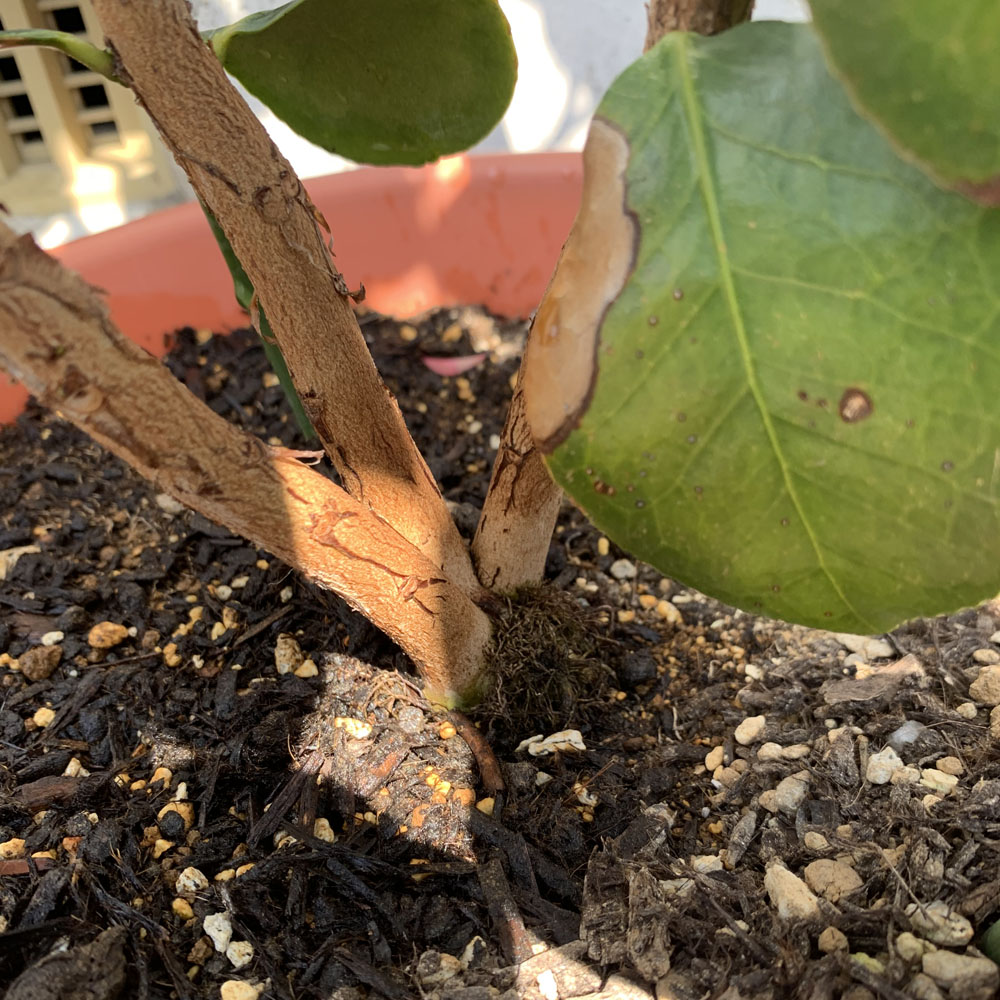 実生椿の鉢植え、一つの株が根元から三又になっている