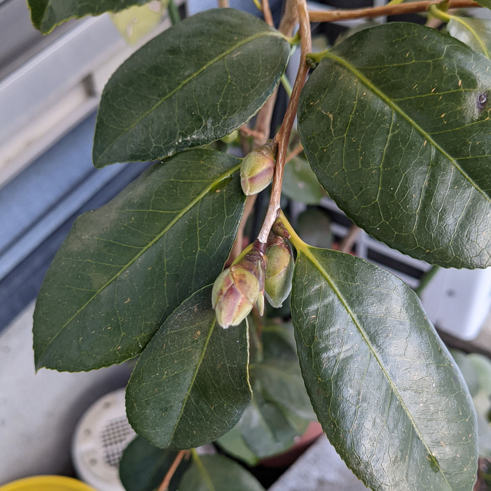 実生椿の鉢植えに付いた花芽、2025年1月の様子