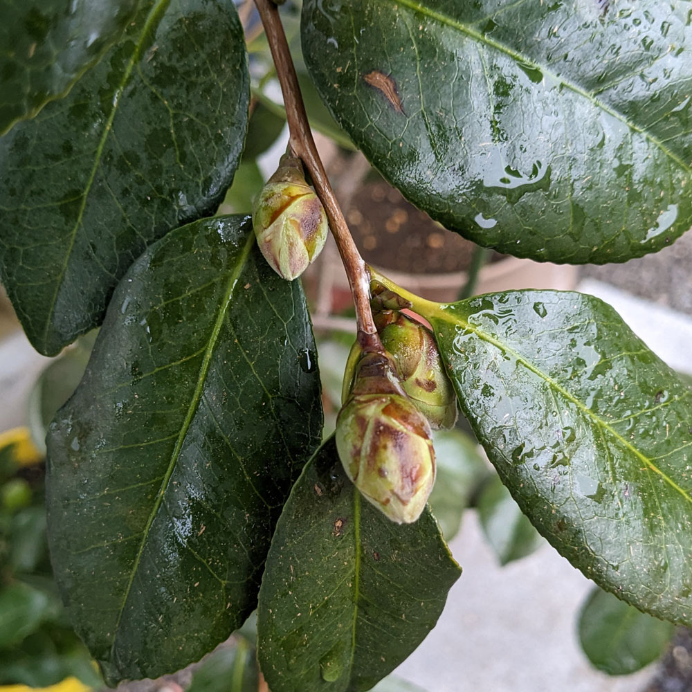 実生椿の鉢植えに付いた花芽、2025年3月の様子