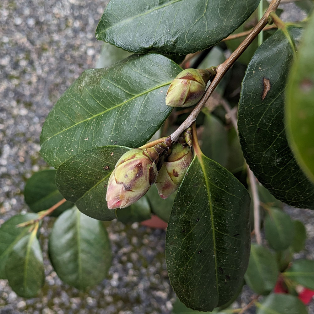 実生椿の鉢植えに付いた花芽、2025年4月13日の様子