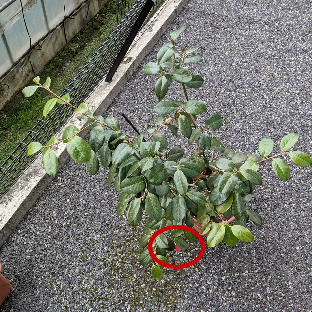 実生椿の鉢植え