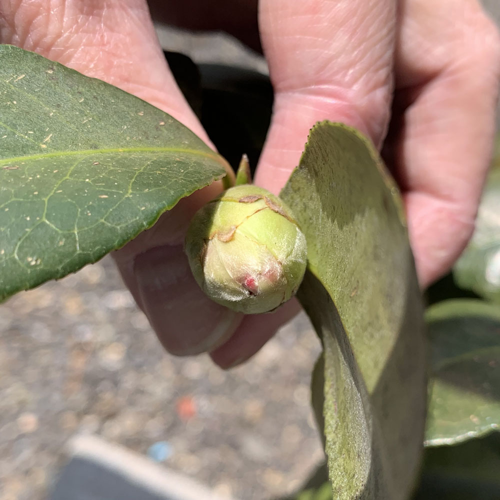実生椿の鉢植えに付いた花芽、先がピンクになっている