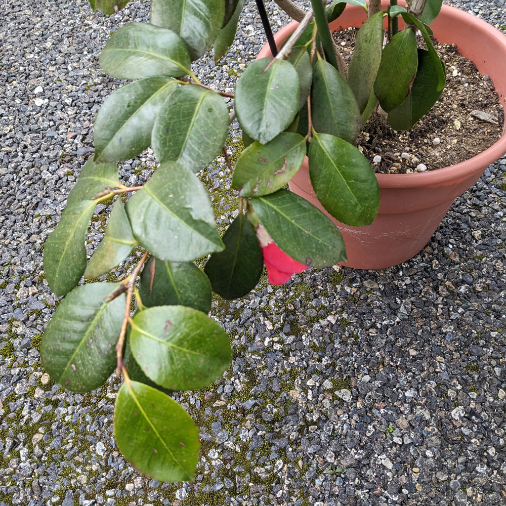 実生椿の鉢植えに付いた花芽、開花している？