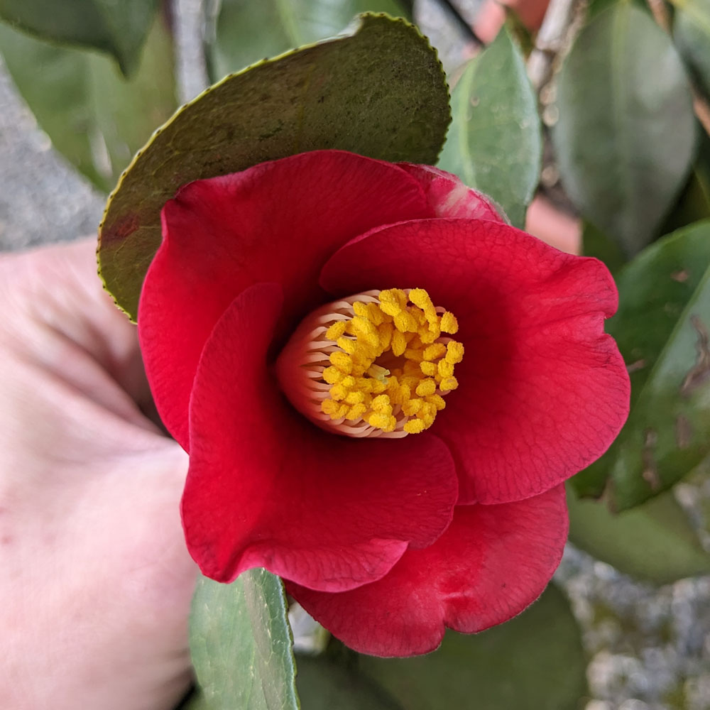 実生椿の鉢植えに咲いた花