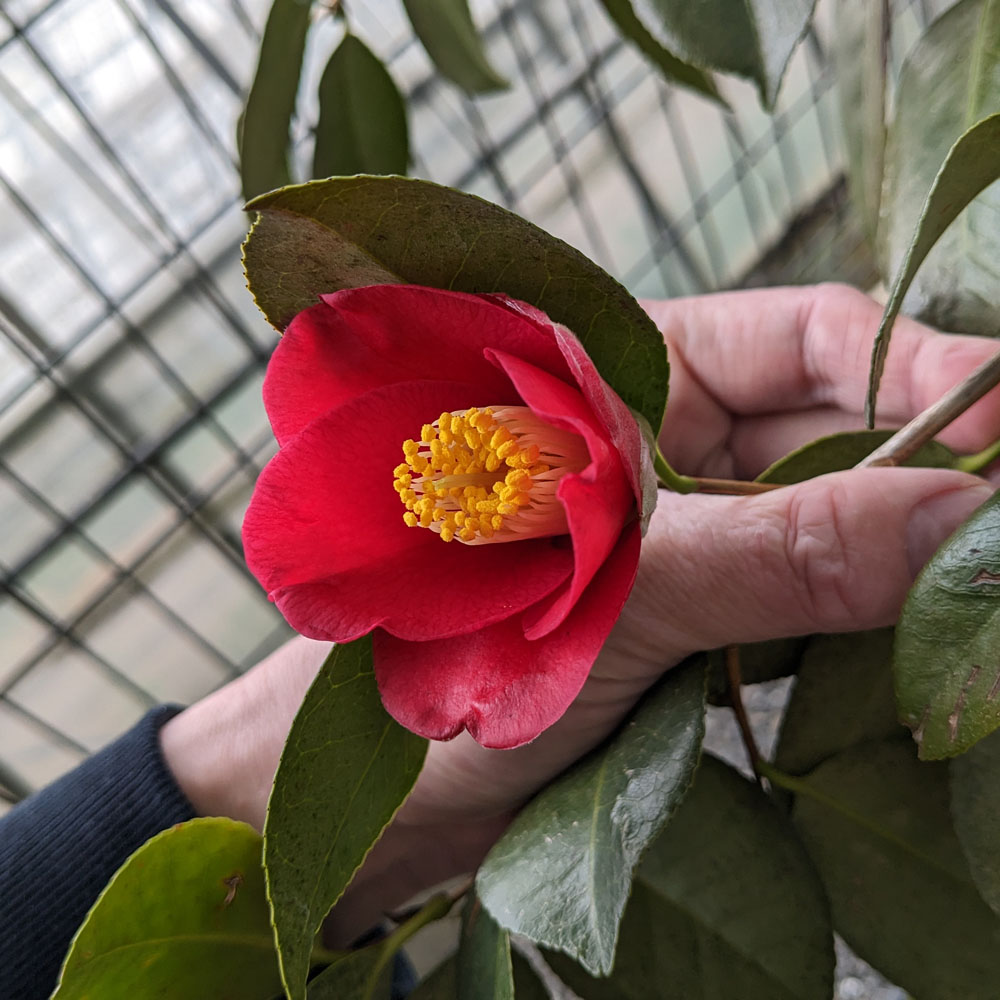 実生椿の鉢植えに咲いた花