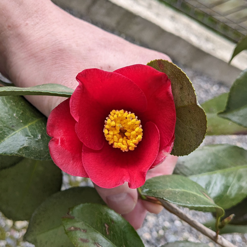 実生椿の鉢植えに咲いた花、シンプルな赤一色