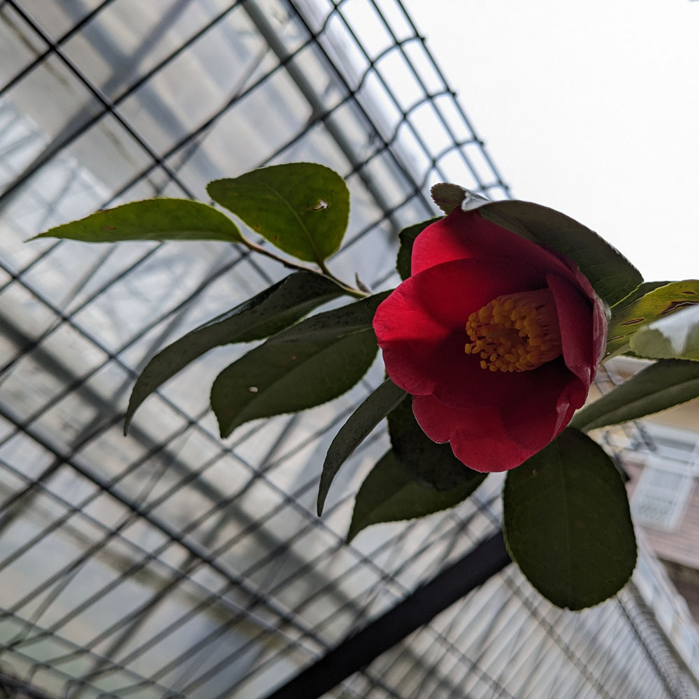 実生椿の鉢植えに咲いた花、下からのアングル