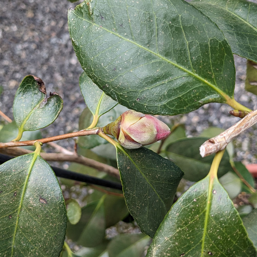 実生椿の鉢植えに付いた花芽、先がピンクになっている