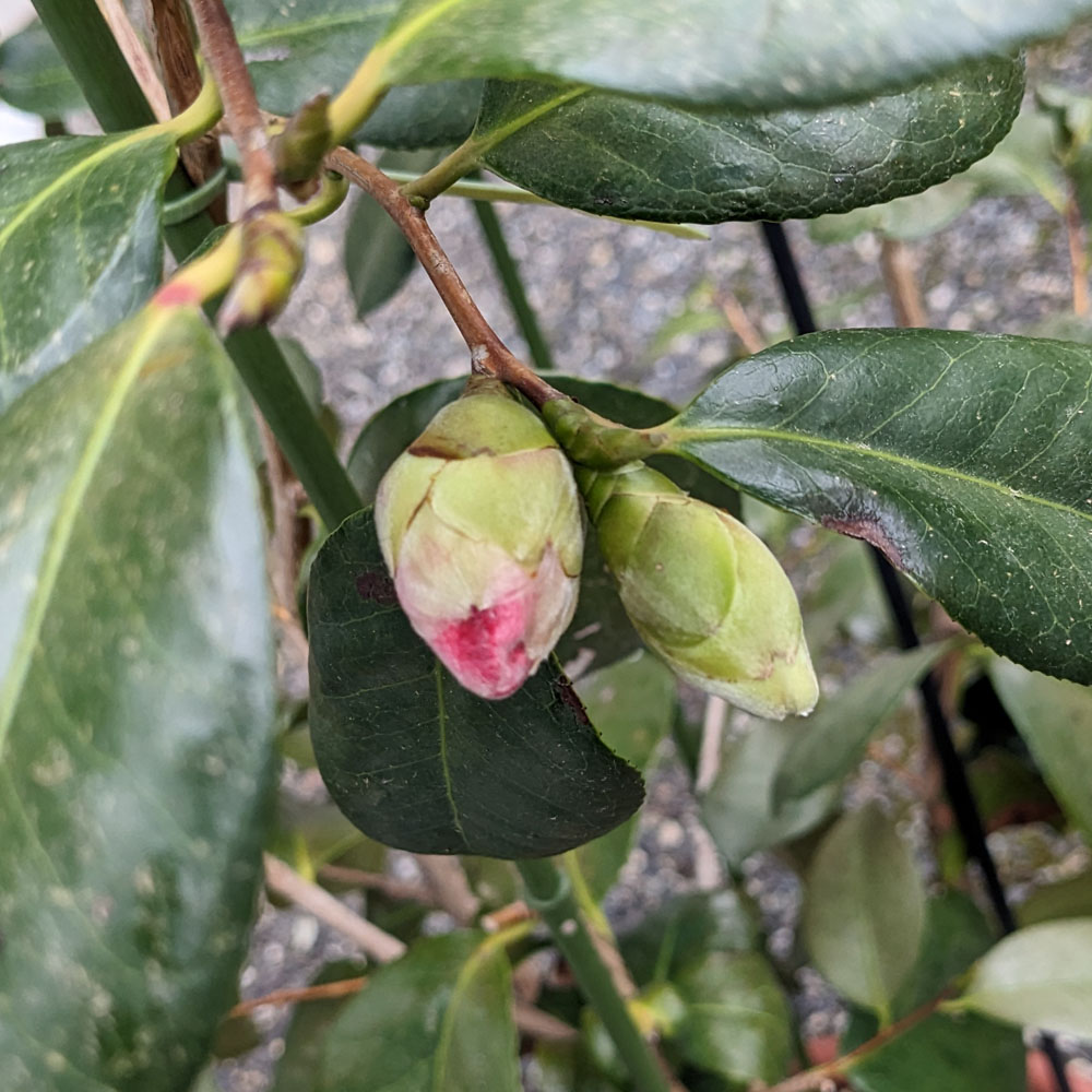 実生椿の鉢植えに付いた花芽、先がピンクになっている
