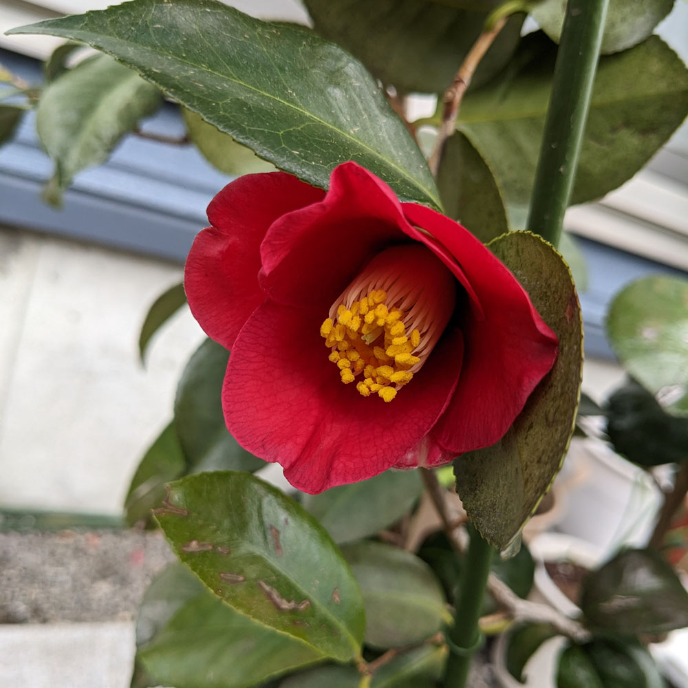 実生椿の鉢植えに咲いた花