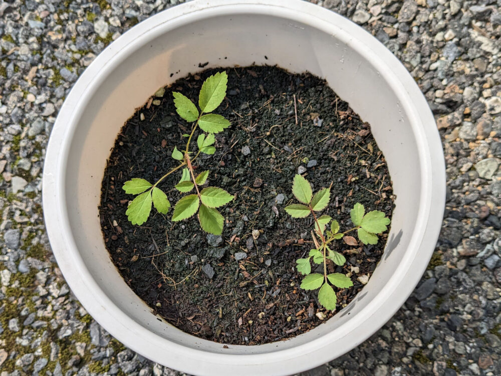 実生バラの芽、2025年4月27日の様子