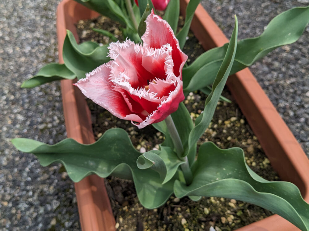 チューリップ・カナスタの花