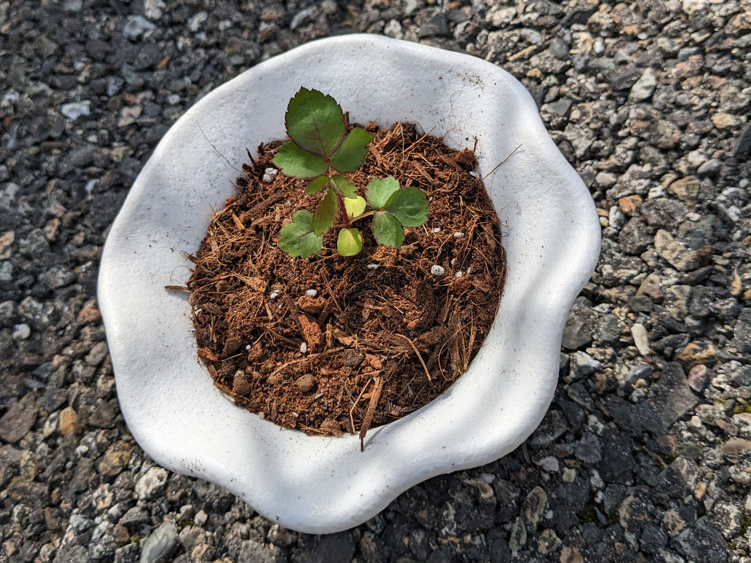 鉢上げした実生バラの株