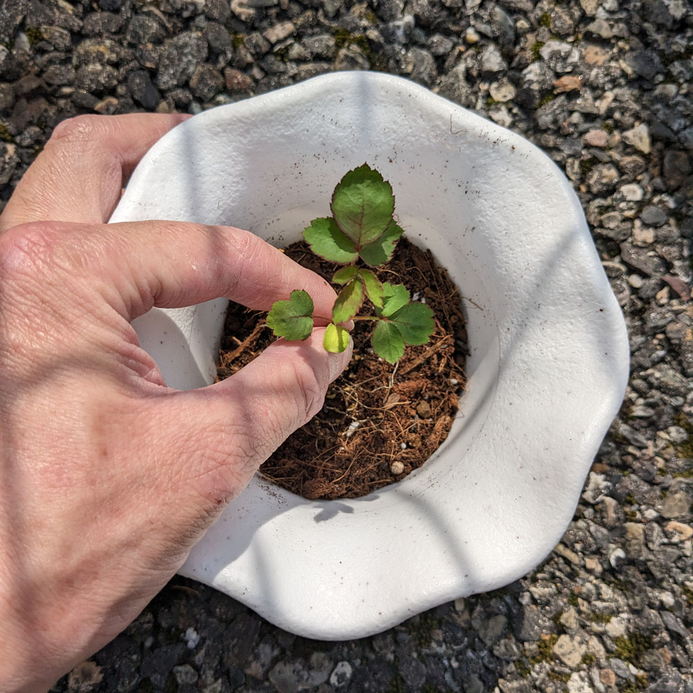 実生バラの株を鉢に植えている