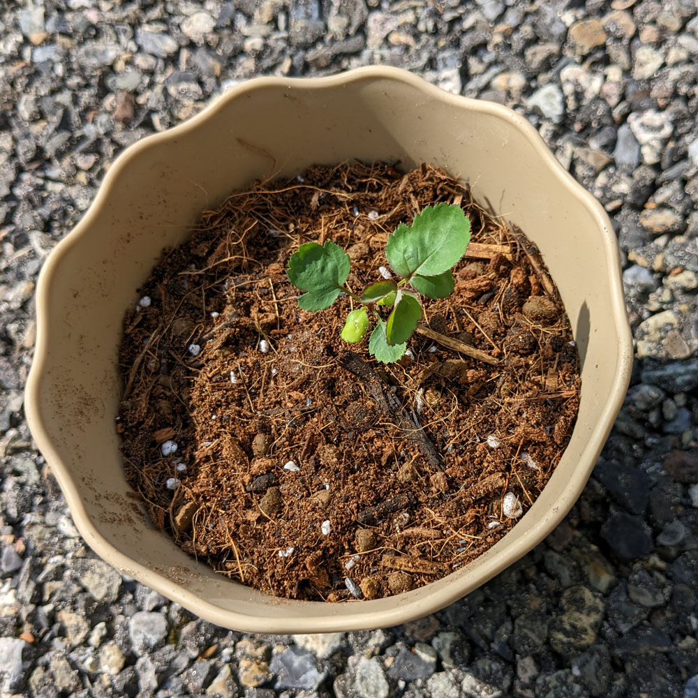 鉢上げされた実生バラ
