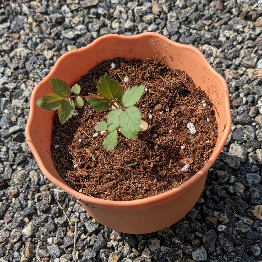 鉢上げされた実生バラ