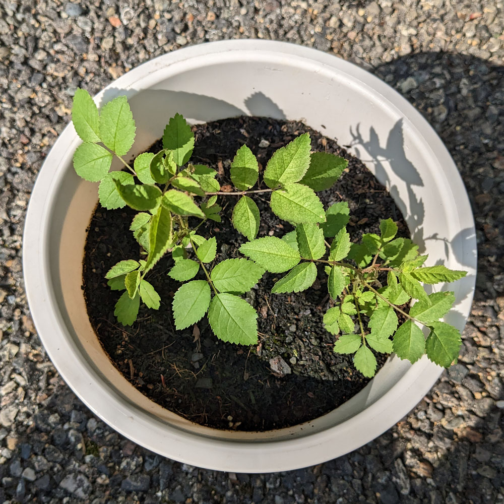 実生バラの鉢植え、取りまきにしたもので大きい