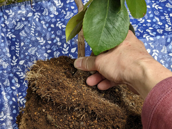 椿を植え替えている