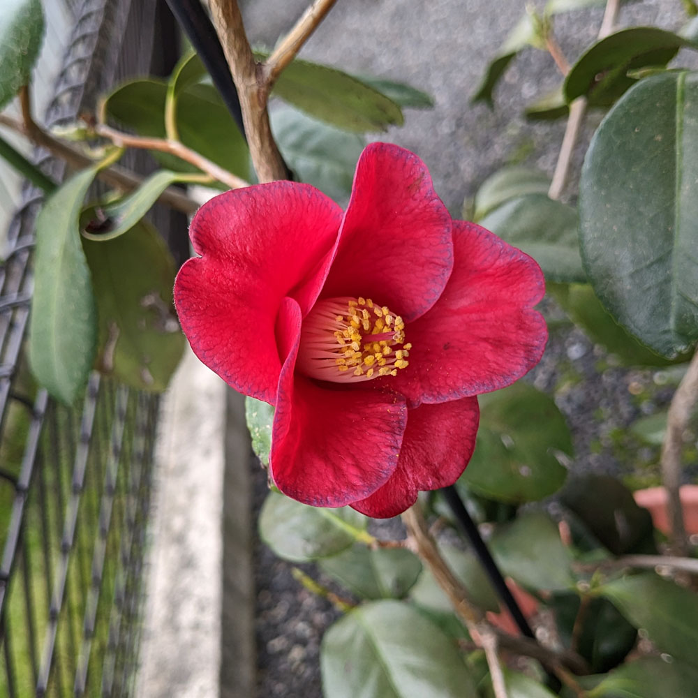 椿の花
