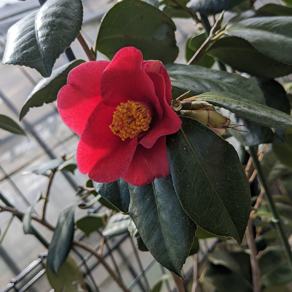 椿の花