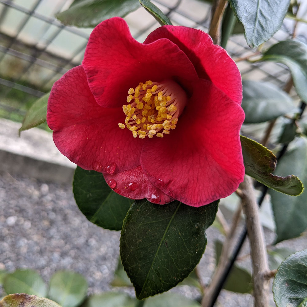 椿の花