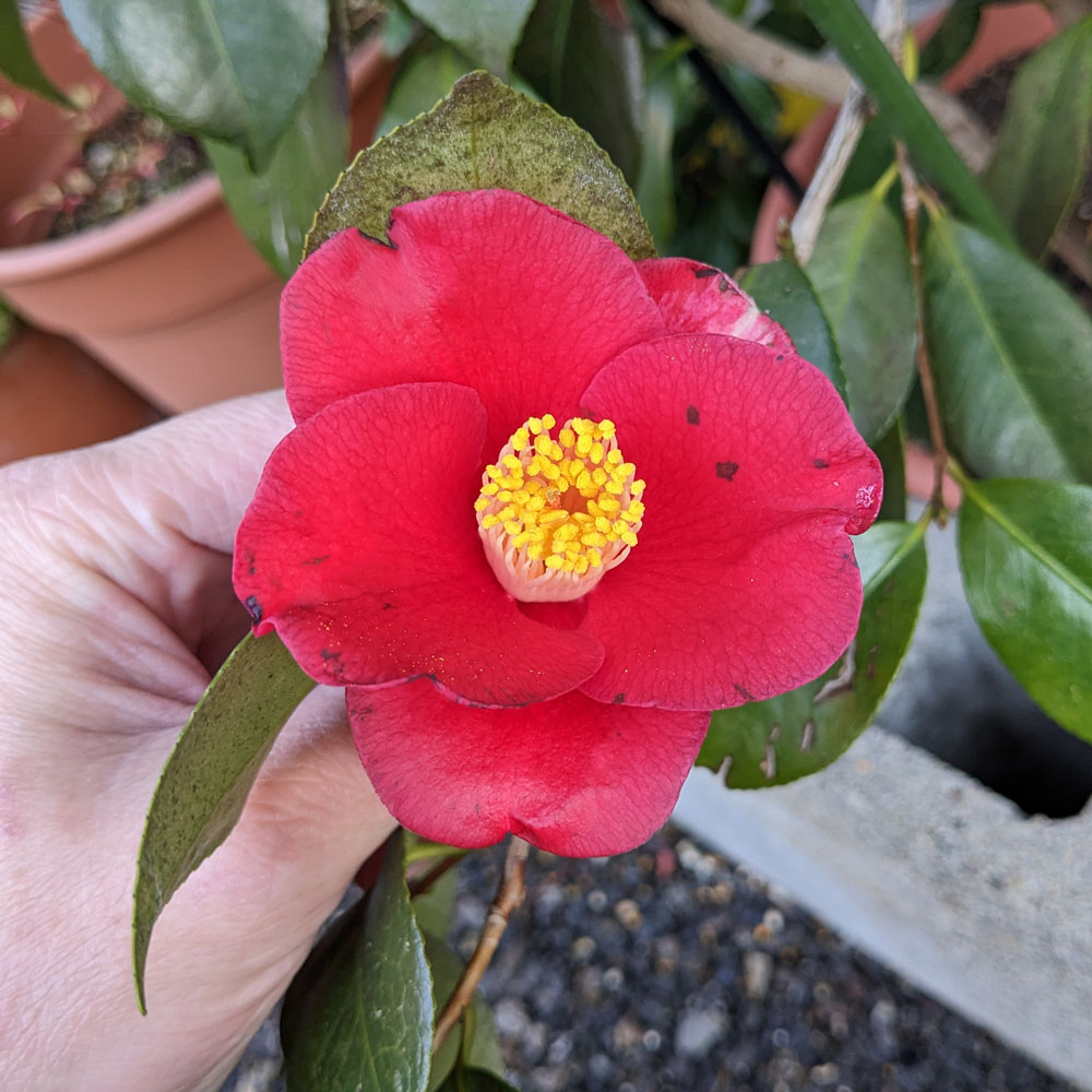 椿の花