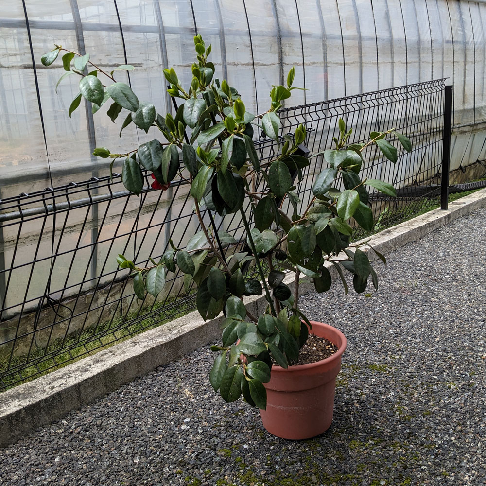 植え替え前の椿の鉢植え