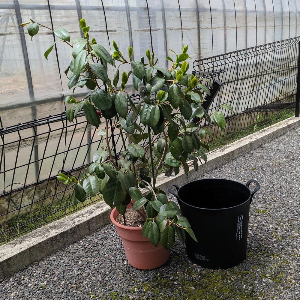 椿の鉢植え