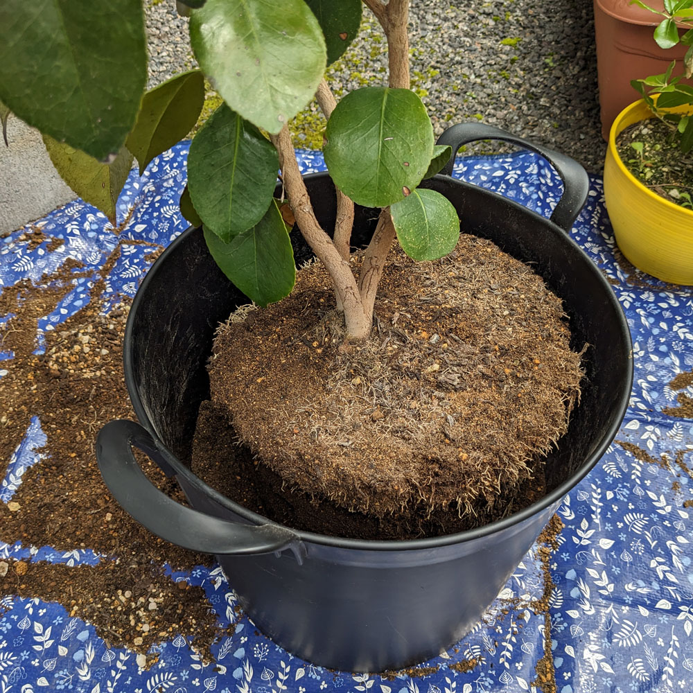 新しい鉢に椿の株を入れた