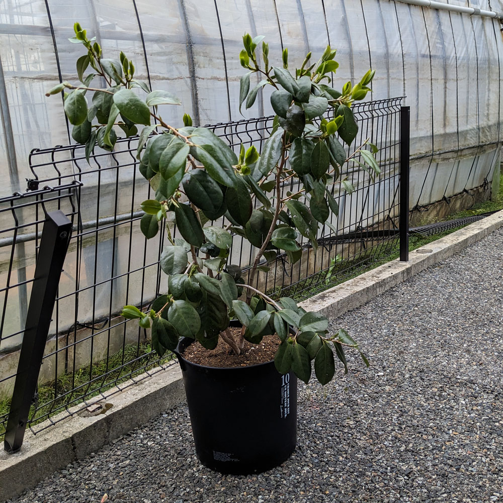 新しい鉢に変わった椿