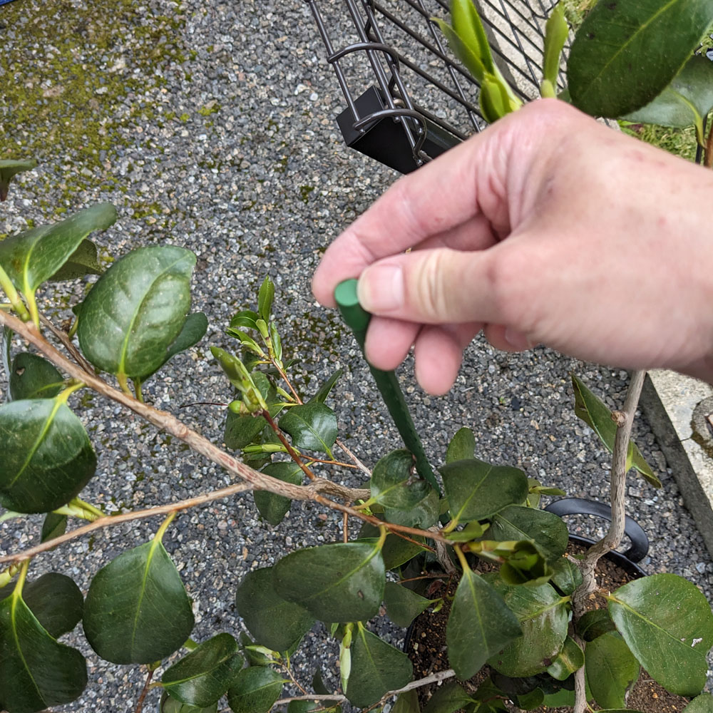 椿の鉢に支柱を立てている