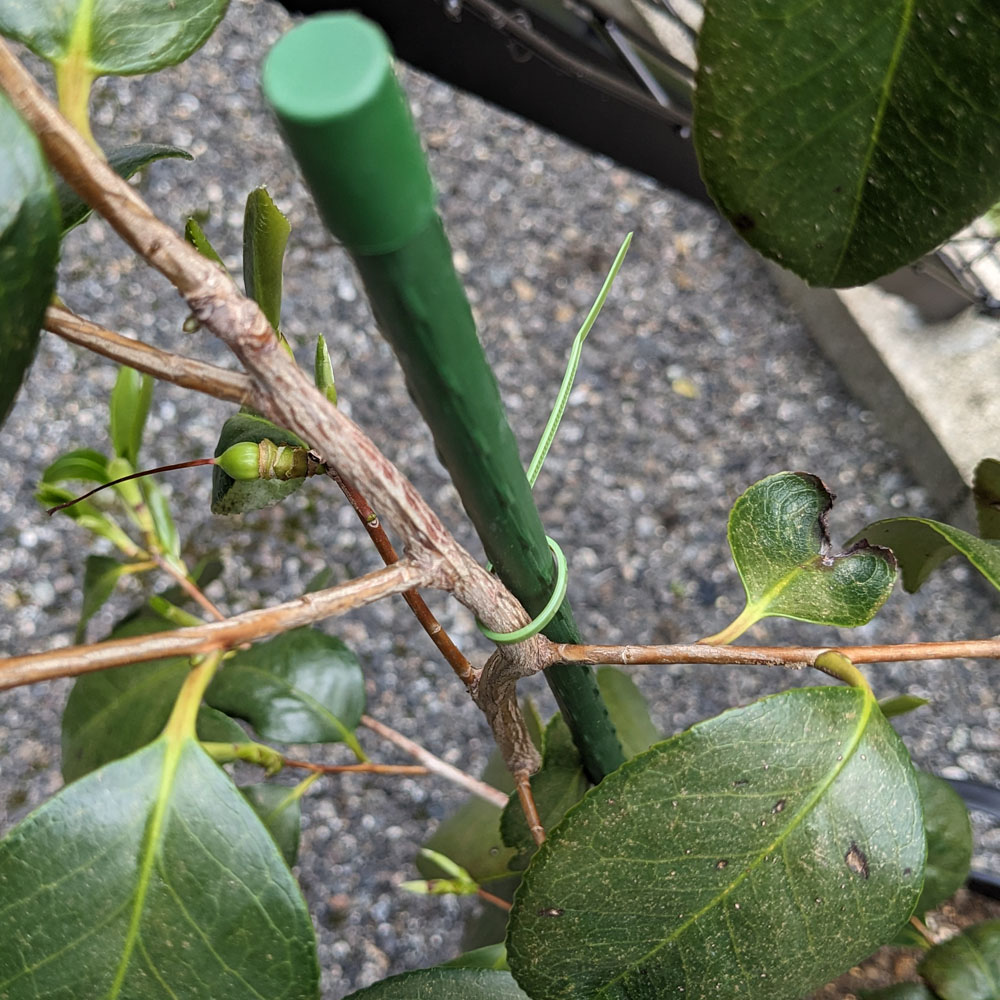 結束バンドで椿の枝を支柱に止めている