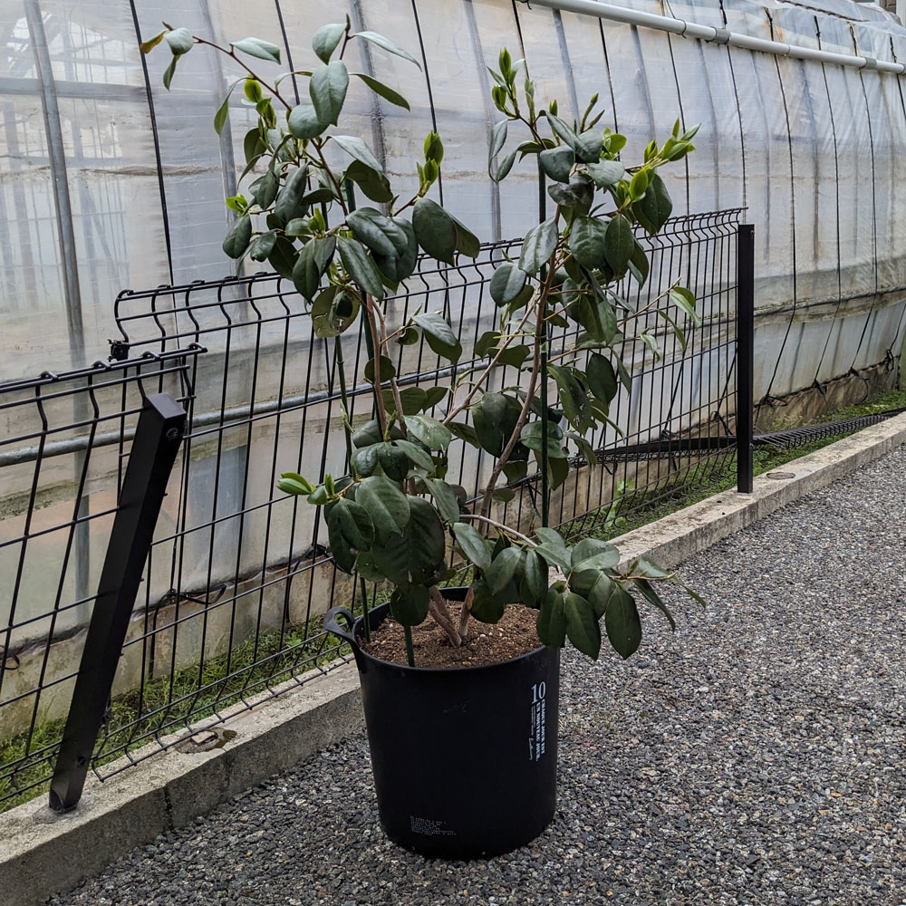 植え替えが完了した椿