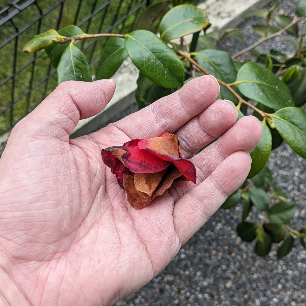落下した椿の花