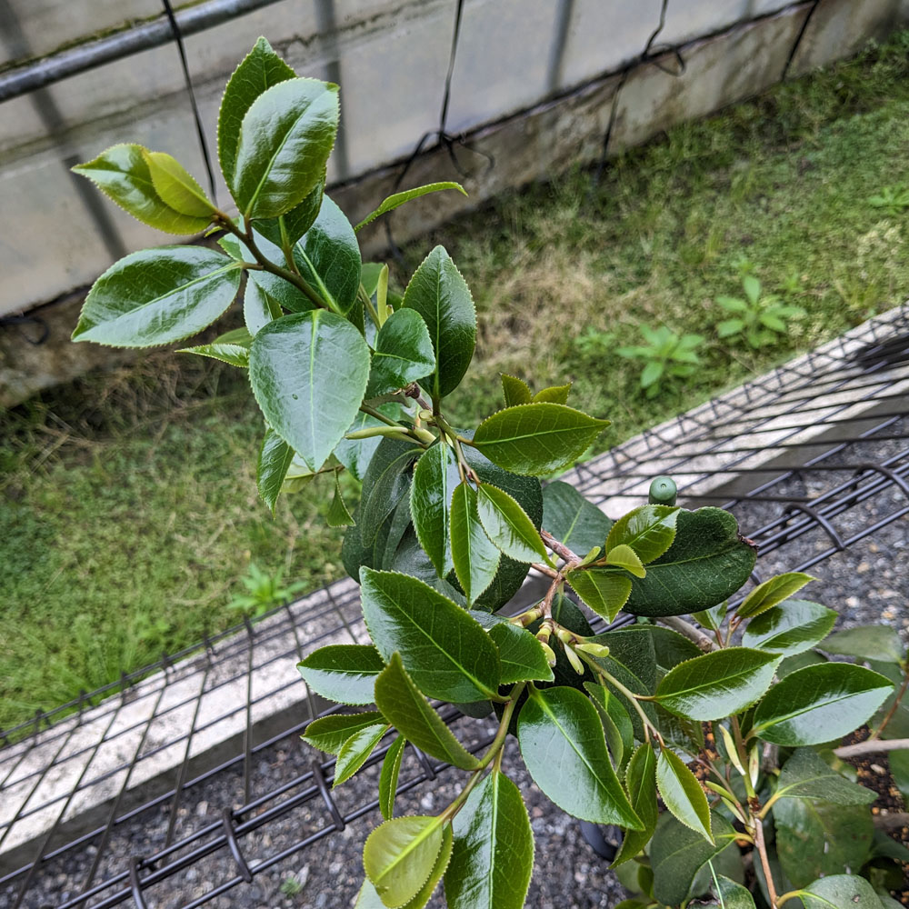 椿の枝