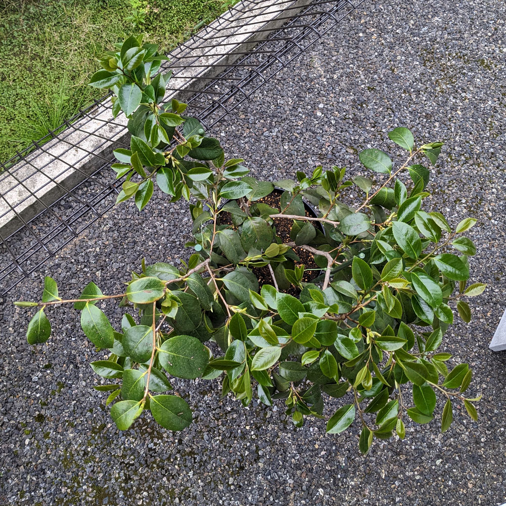 上から見た椿。枝が混み合っている