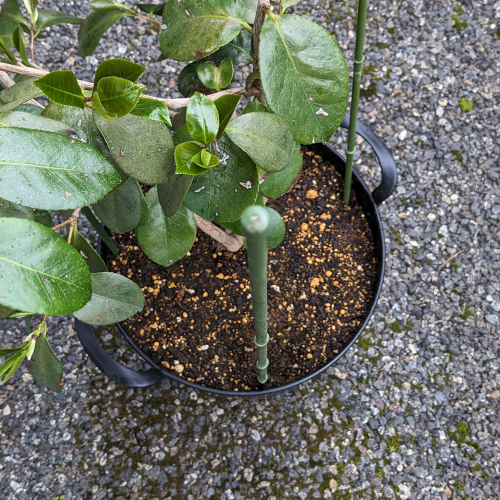 新しく支柱を立てた