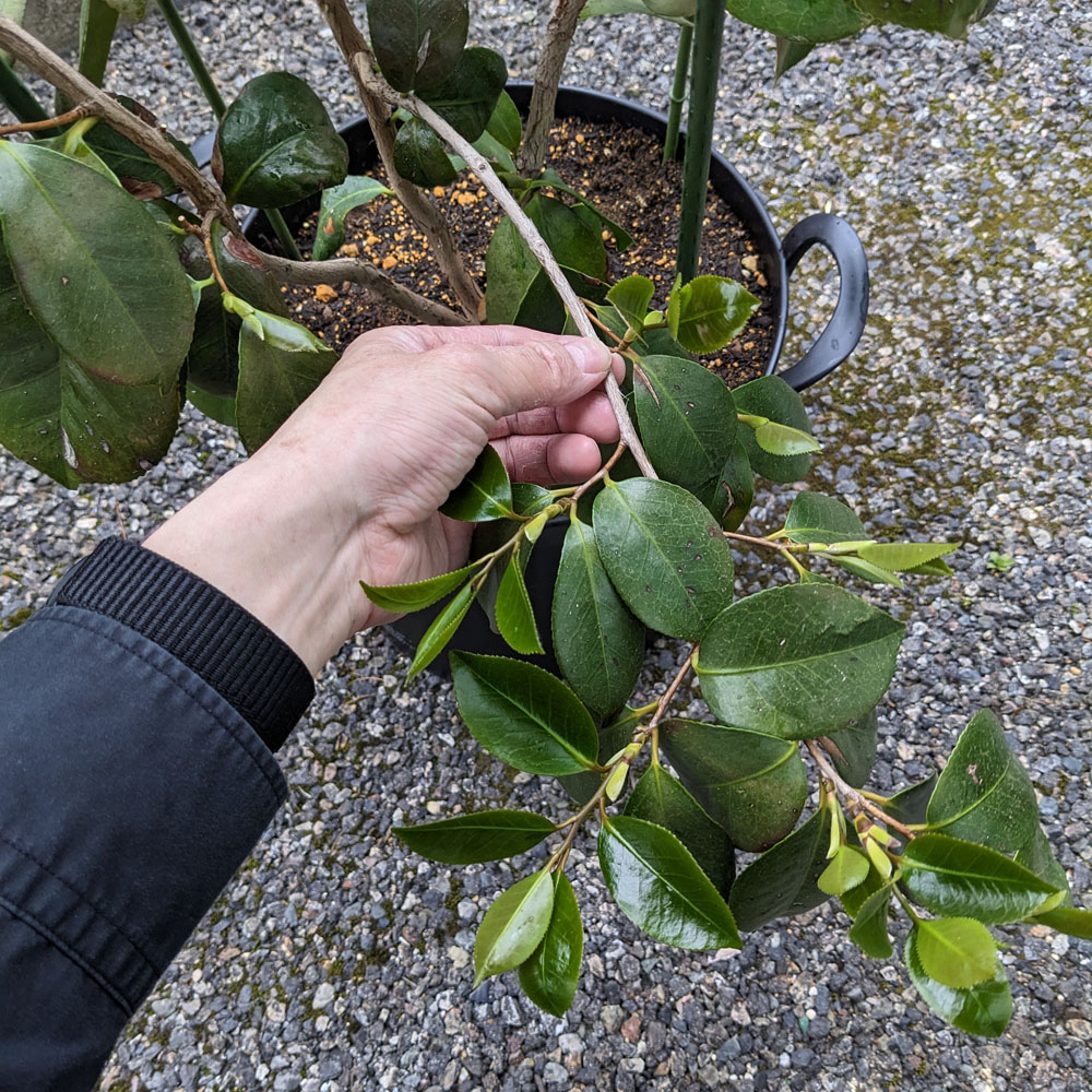 最初に咲いた花があった枝